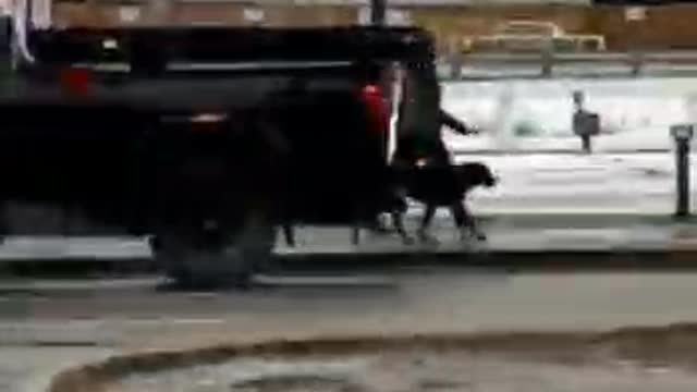 Edmonton, Canada, police pull over anyone honking or flying the flag