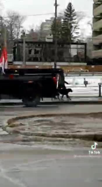 Edmonton, Canada, police pull over anyone honking or flying the flag