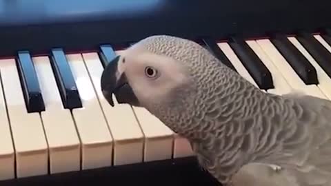 AFRICAN PARROT PLAYS A TRACK AT THE PIANO