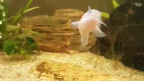 Panda Corydora laying egg on fish tank glass