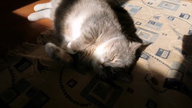 cat lying lazily on the carpet floor #35