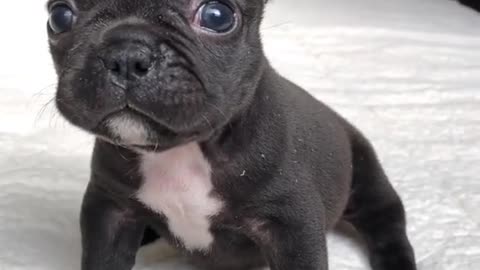 angry and cute