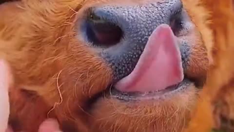 The interesting pet world gives you a different mood