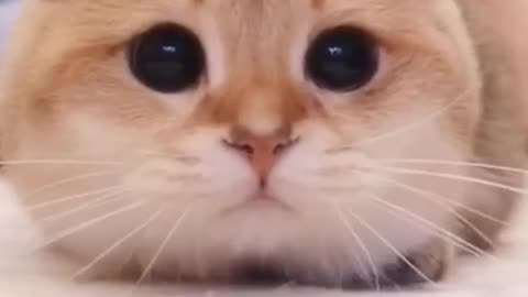 Lovely funny loyal cats and meowing compilations.