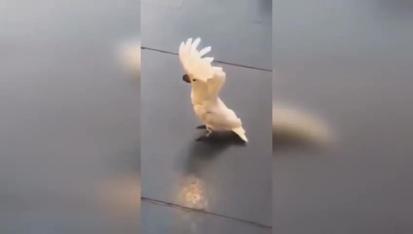 Funny beautiful white parrot