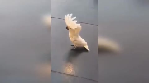 Funny beautiful white parrot