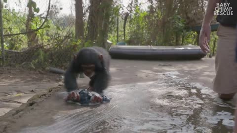 Baby Chimpanzees Playing With Bubbles | BBC Earth