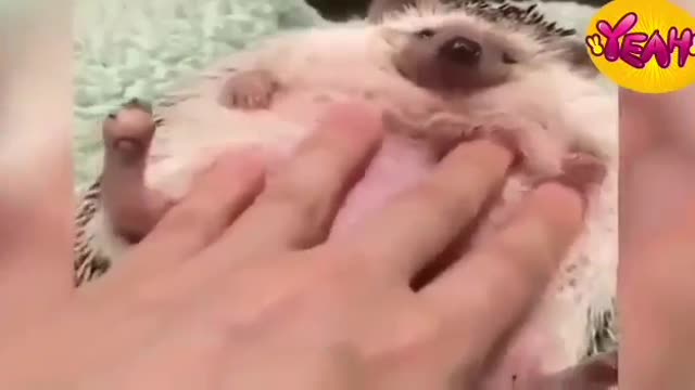 Cute animals ♥ Cute baby animals ♥ Compilation ♥ cutest moment of the animals