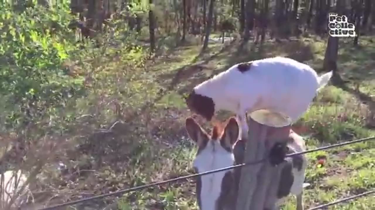 Funniest farm animals