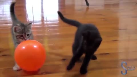 gato de festa muito engraçado e balão