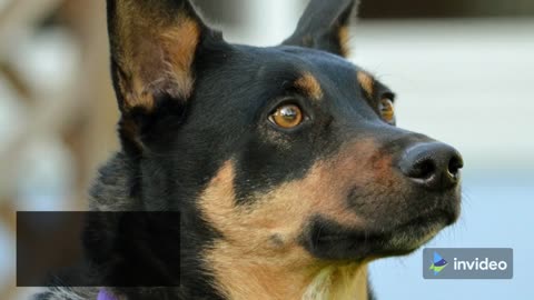 Top 10 Dog Training Tips