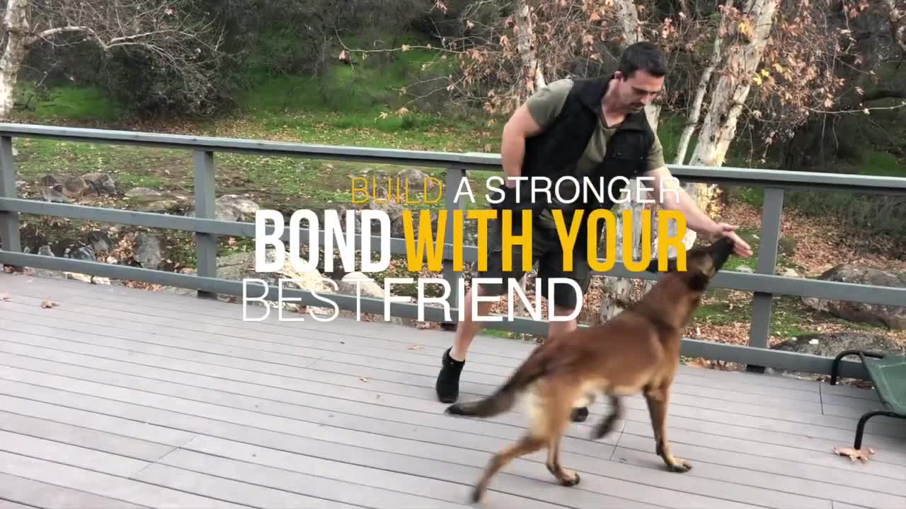 Dog training video