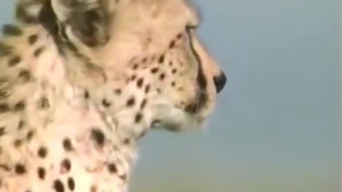 Speed of cheetah