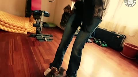 when cats loves you