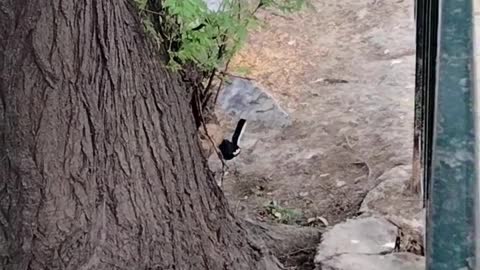 The Cute Black Bird Shorts Video | Little Black Sparrow By Kingdom Of Awais