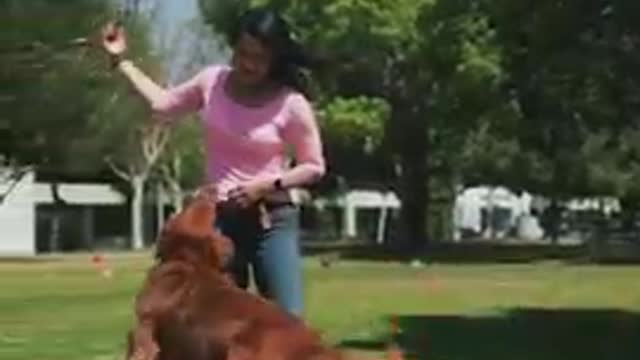 Funniest and cutest dog training vidio