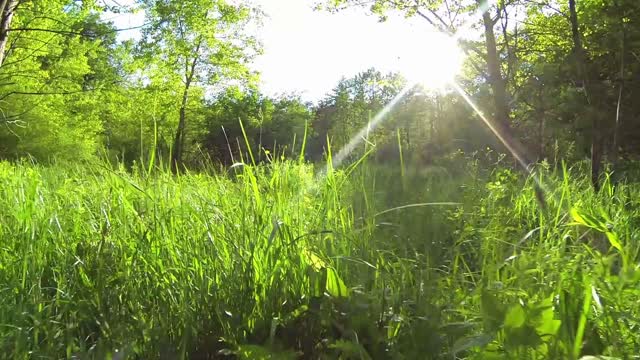 Forest glade in the sun