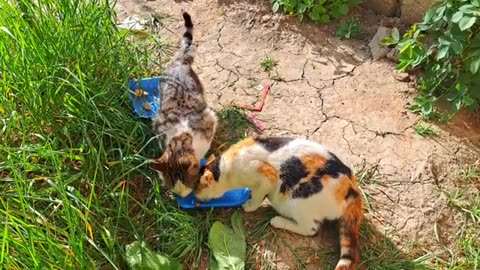 I gave food to hungry cats.