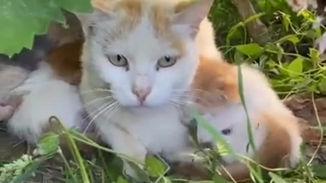 Baby cat funny moment 🐈🐈