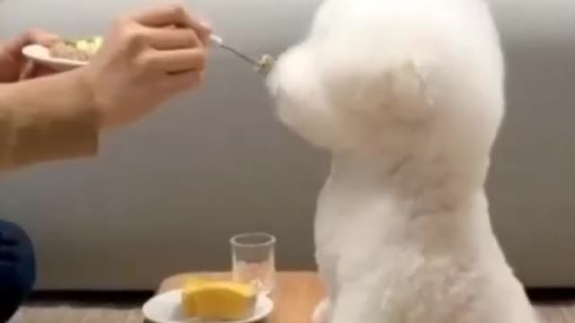 Cute dog eating food