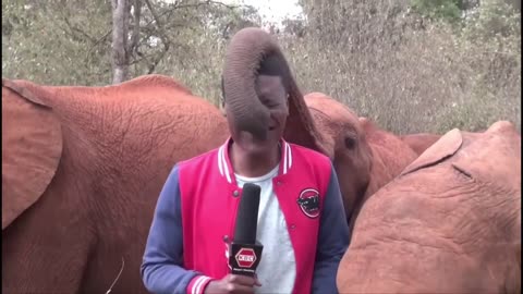MAN vs ELEPHANT: Baby Elephant Plays with KBC Journalist
