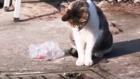 The stray cat caught a big mouse