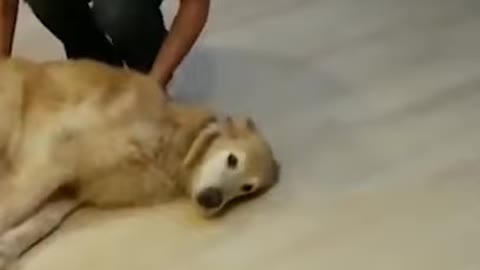 LAUGHTRIP ANIMALS