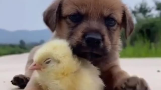 Cute and funny dog videos compilation ❤️😍