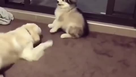 Cutest puppies p62 #short