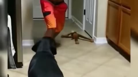 Funny videos