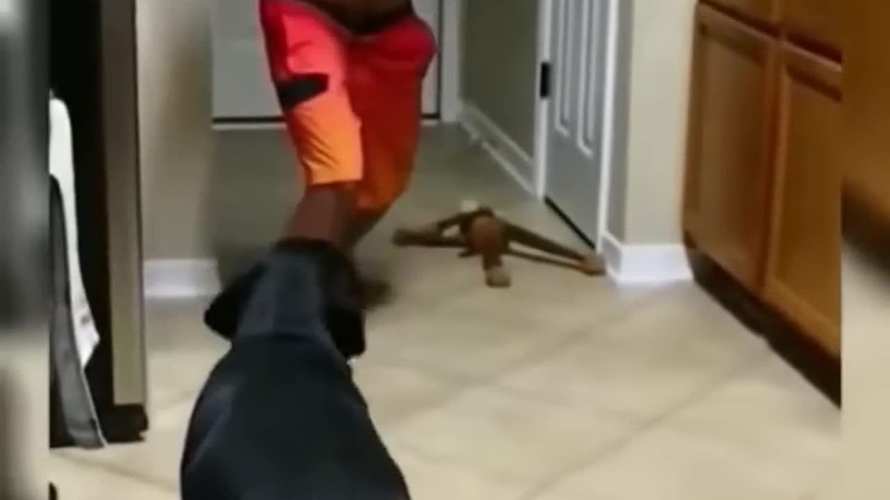 Funny videos