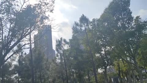 The trees in the sun are so beautiful