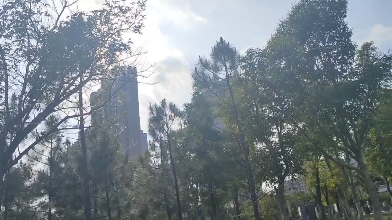 The trees in the sun are so beautiful