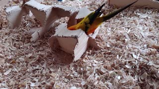 Eating their own home