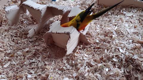 Eating their own home