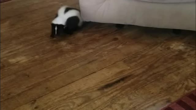 Baby Bruiser being playful