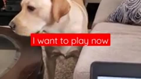 Dog hates it when disturbed during sleeping funny dog video