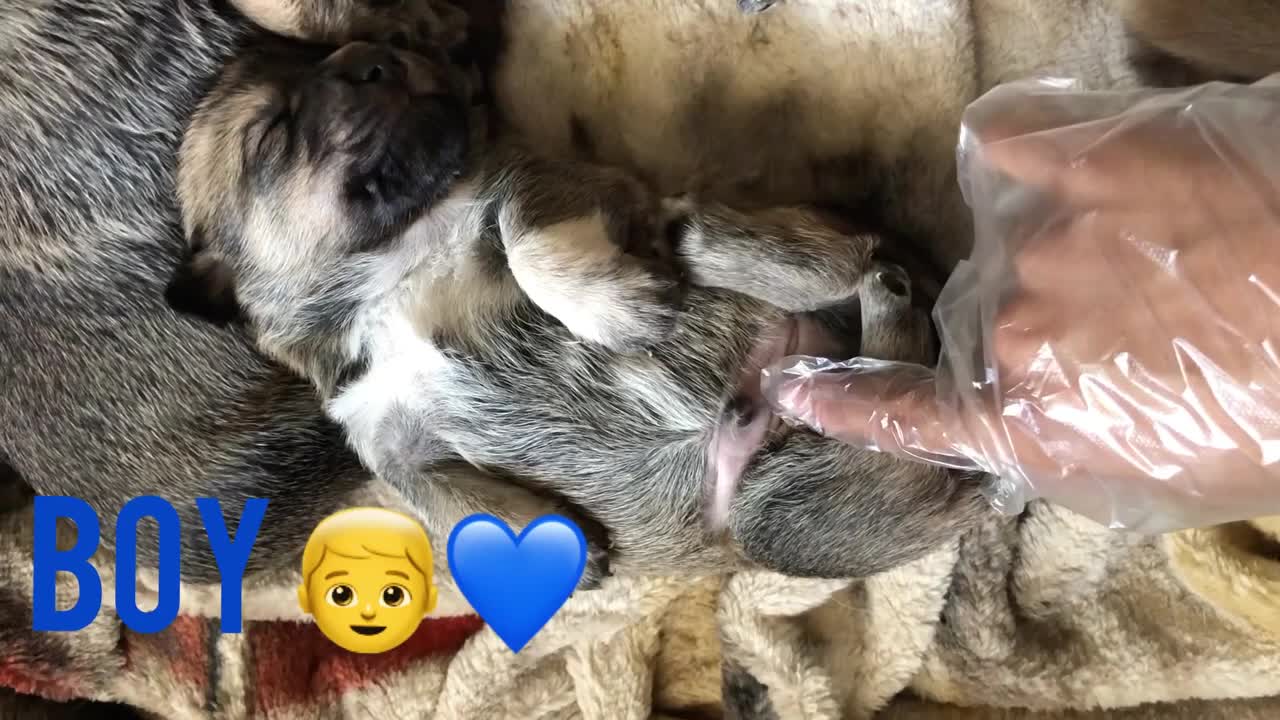 how to identify your puppies gender