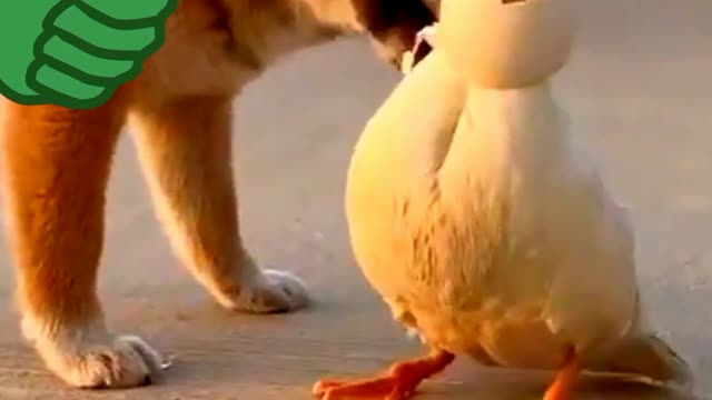 Funny animal videos