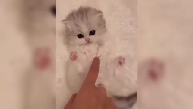 I really want to hug such a cute kitten