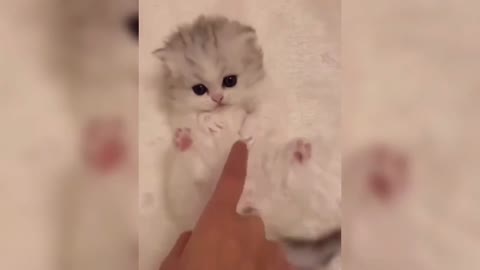 I really want to hug such a cute kitten