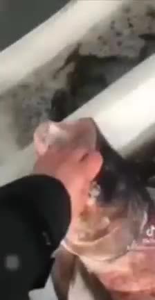 PCR a los Peces y Mascotas en China. El mundo va loco Covid 19 plandemia Coronavirus