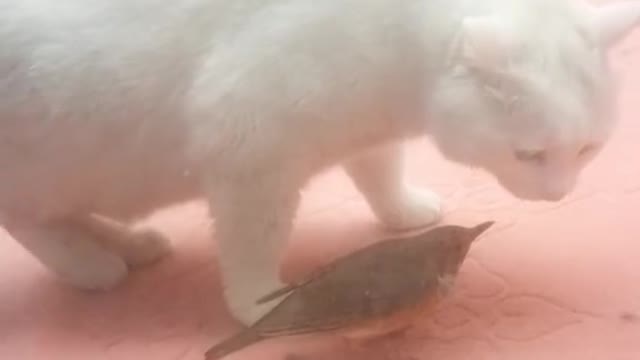 Little sparrow for their own lives, do not move