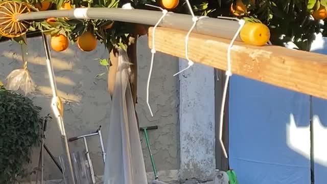 Grabbing Fruit Over the Fence