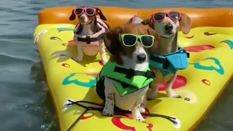 Dogs vacation.