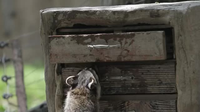 The raccoon