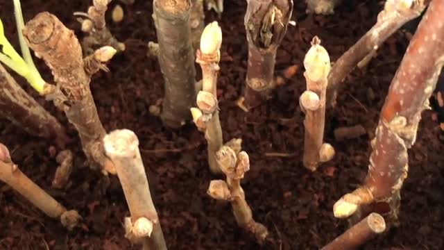 how to root fruit trees from cuttings, root black currant, red currant, 과일 나무 뿌리 내리기, 베리 삽목