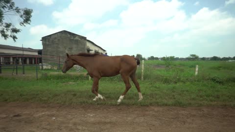 wild horses