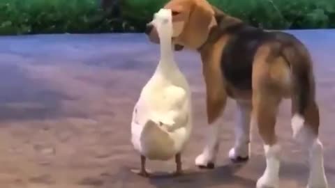 Goose Friend