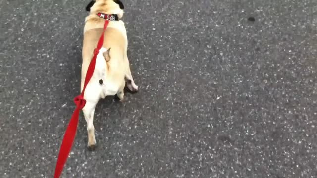 Dog loses it after finding out hes at pet store